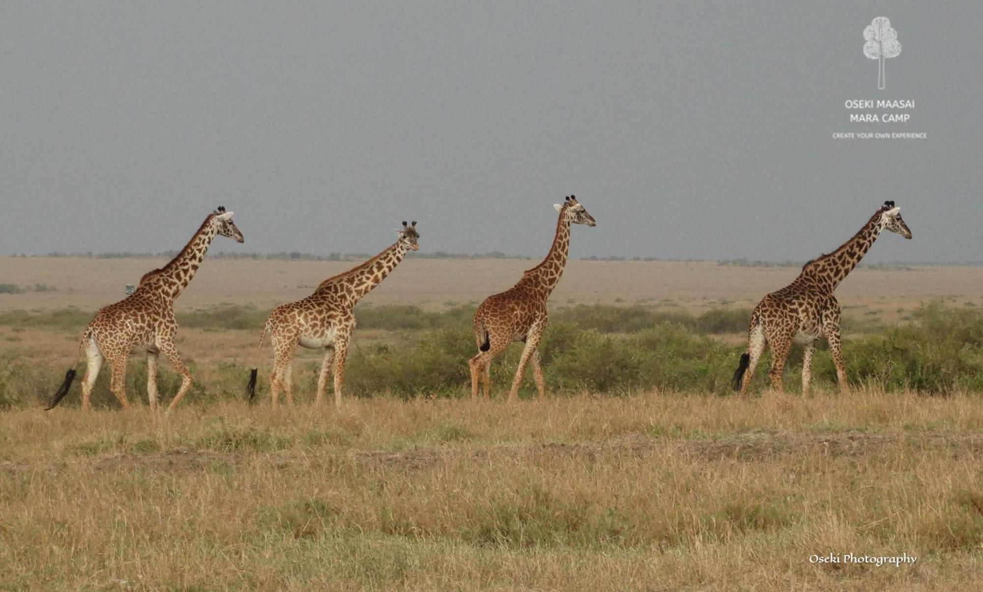 Oseki Maasai Mara Camp Hotel Narok Kültér fotó