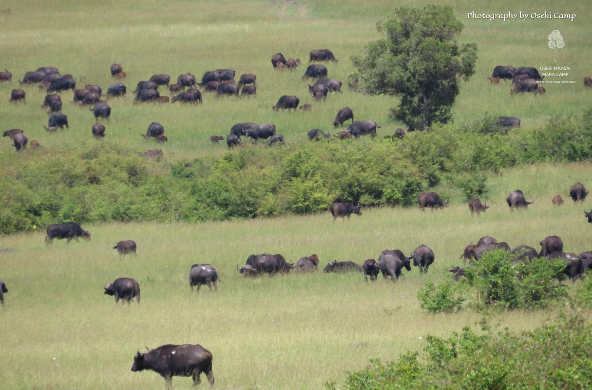 Oseki Maasai Mara Camp Hotel Narok Kültér fotó