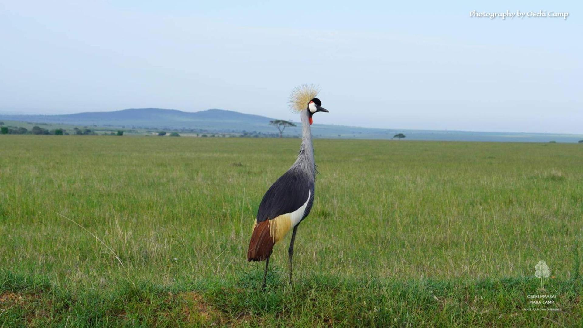 Oseki Maasai Mara Camp Hotel Narok Kültér fotó