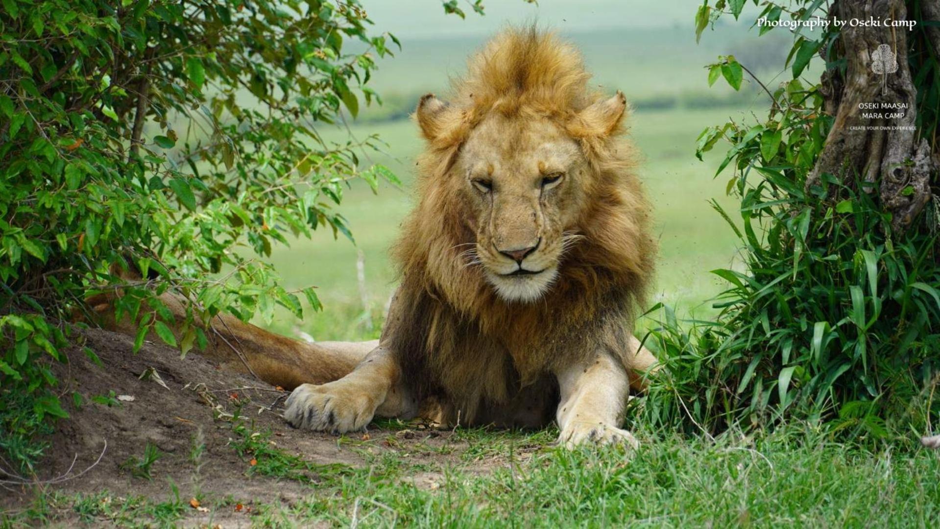 Oseki Maasai Mara Camp Hotel Narok Kültér fotó