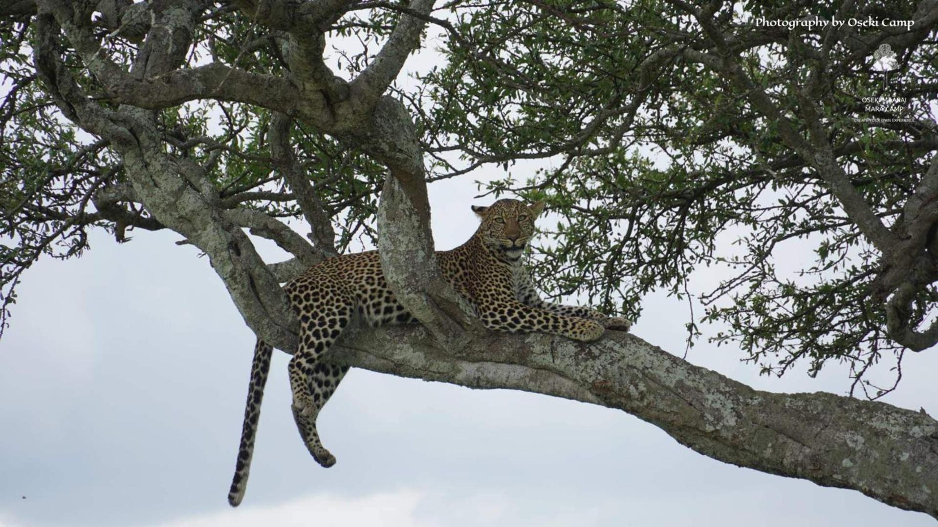 Oseki Maasai Mara Camp Hotel Narok Kültér fotó