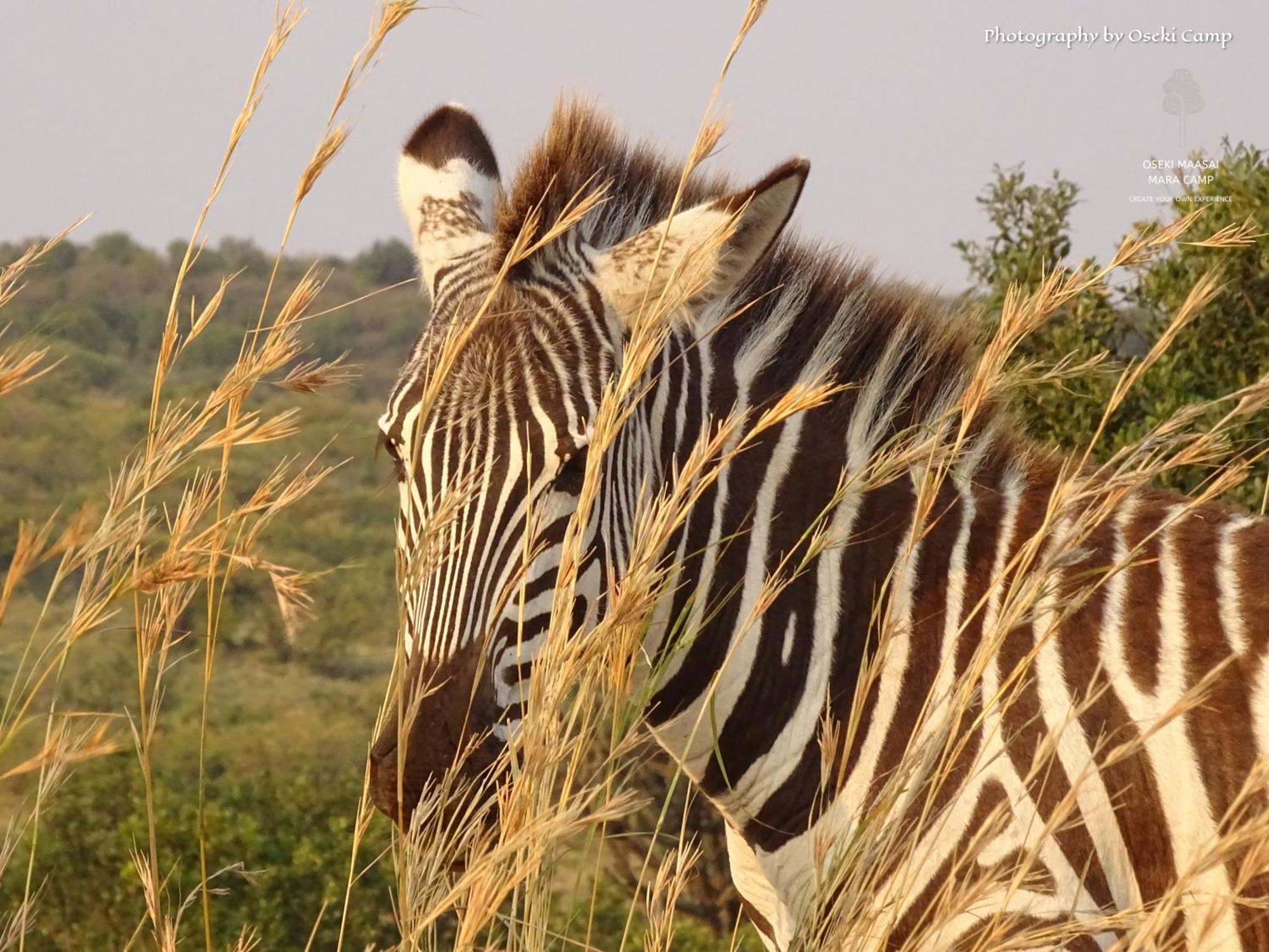 Oseki Maasai Mara Camp Hotel Narok Kültér fotó