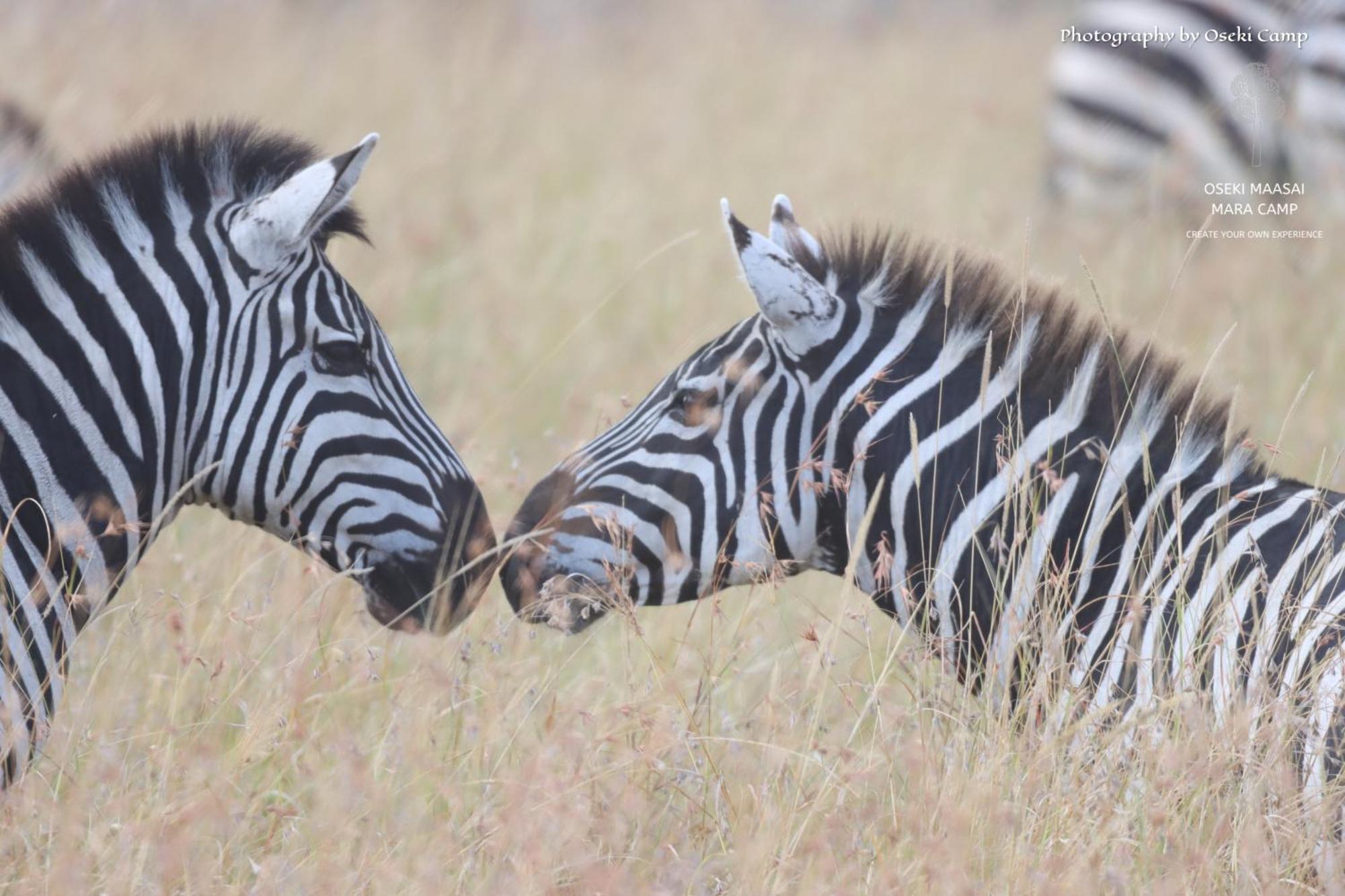 Oseki Maasai Mara Camp Hotel Narok Kültér fotó