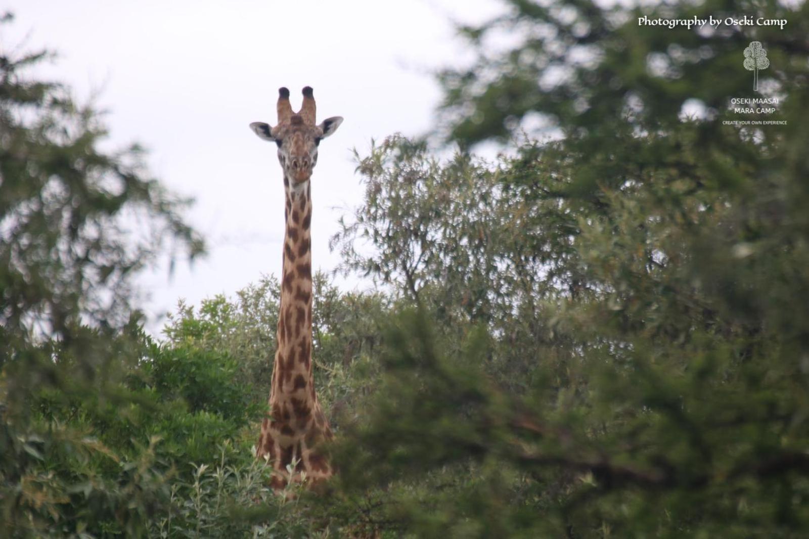 Oseki Maasai Mara Camp Hotel Narok Kültér fotó